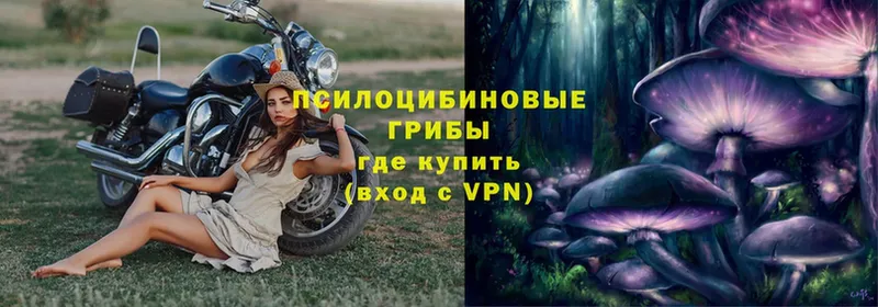 как найти   blacksprut рабочий сайт  Галлюциногенные грибы Psilocybe  Курчалой 